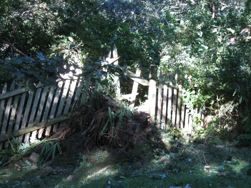 storm damage from Irene - downed black locust