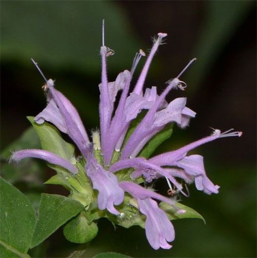 Monarda fistulosa Cummaquid August 10 2011