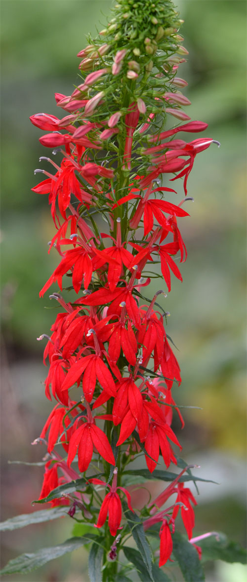 Lobelia cardinalis August 6 2011