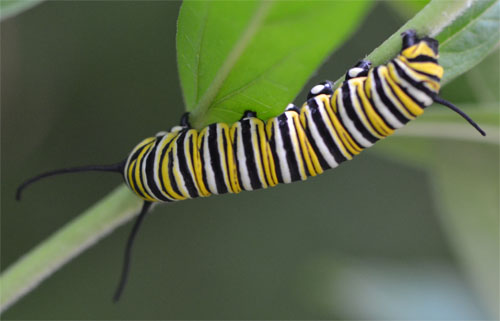 monarch caterpillar August 6 2011