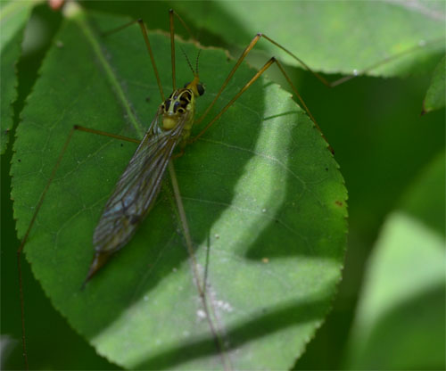 cranefly August 1 2011