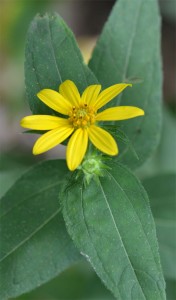 Helianthus divaricatus August 6 2011