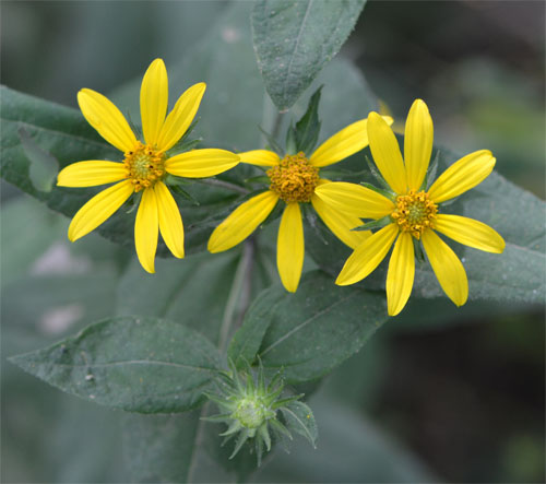 woodland sunflower August 6 2011