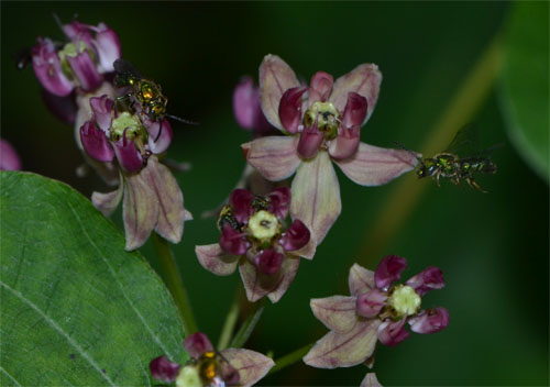 Asclepias amplexicaulis July 17 Brewster