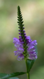 obedient plant August 6 2011