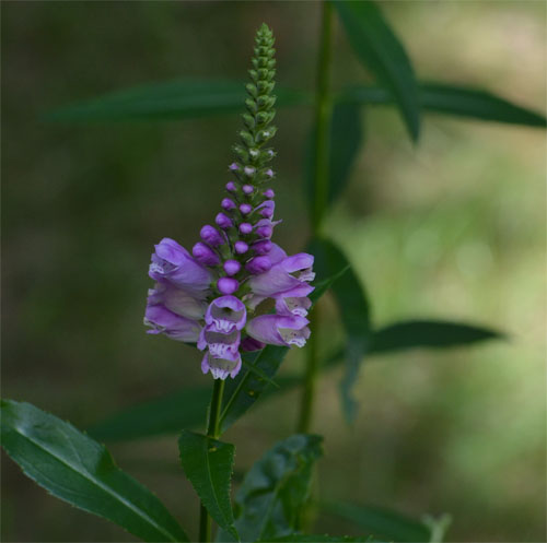 obedient plant Cummaquid August 6 2011