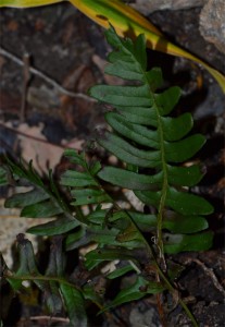 polypodium vulgare September 18 2011