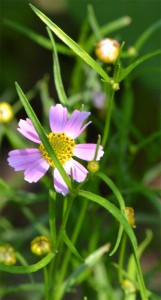 Coreopsis rosea August 1 2011