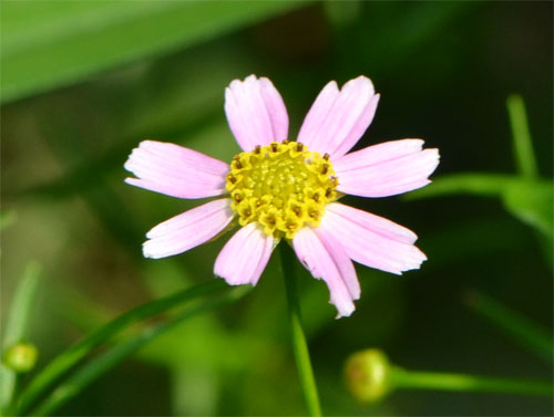 Coreopsis rosea August 1 2011