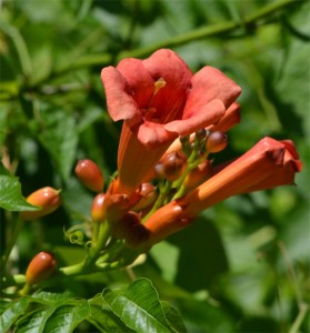 trumpet creeper July 17 2011