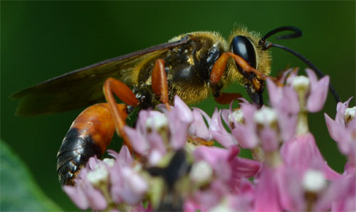 great golden digger wasp August 6 2011