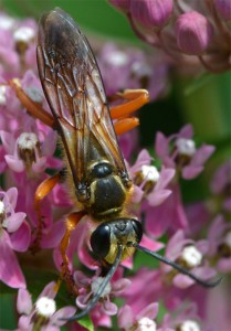 great golden digger wasp August 6 2011