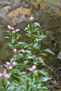 Chelone lyonii September 15 2011