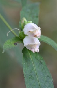 white turtlehead September 18 2011