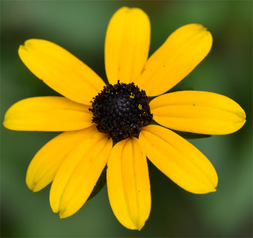 orange coneflower closeup September 18 2011