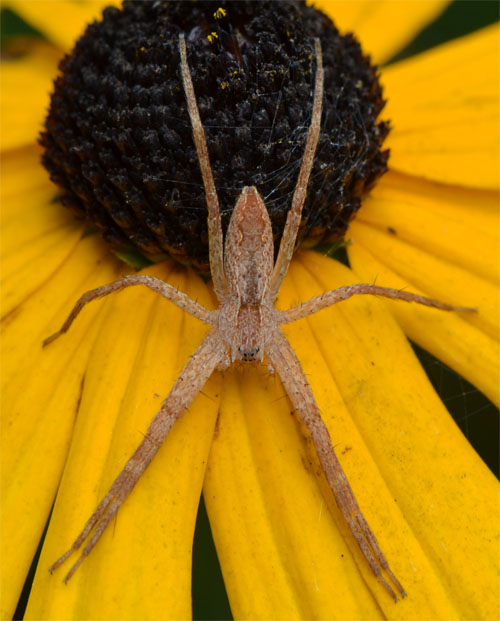 Pisaura mirabilis August 2011 Cummaquid