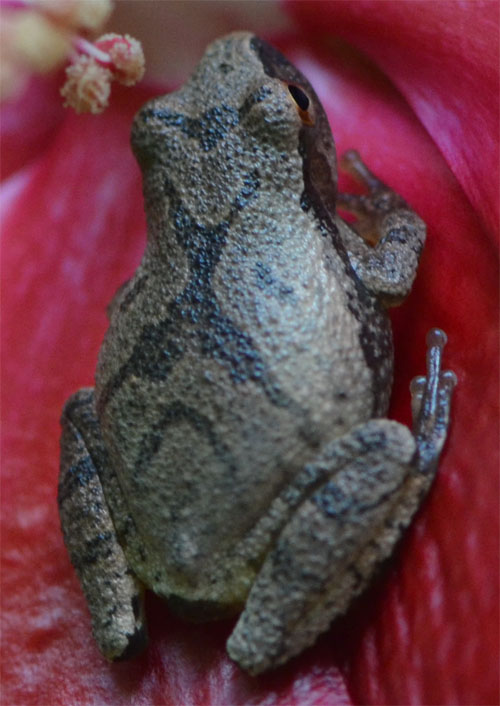 Spring peeper August 2011