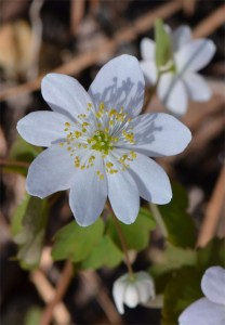 rue anemone April 17 2012