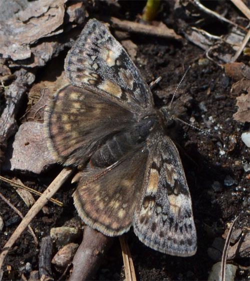 juvenal's duskywing April 15 2012