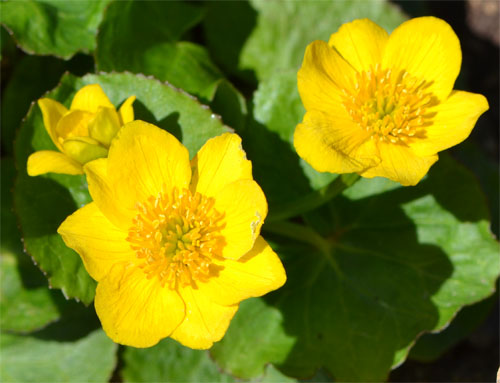 Marsh marigold April 21 2012