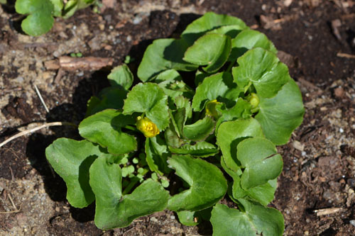 Marsh marigold April 14 2012