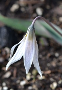 white trout lily April 15 2012