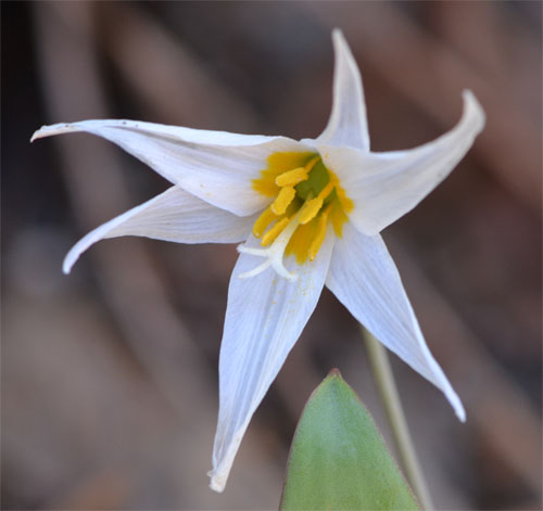 White trout lily Cummaquid April 21, 2012