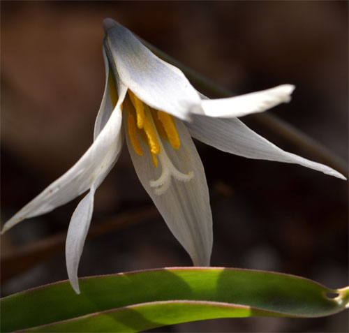 white trout lily April 21 2012