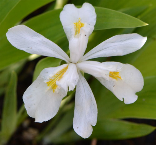 Single flower of Iris cristata alba April 30, 2012 Single flower of Iris cristata alba April 30, 2012