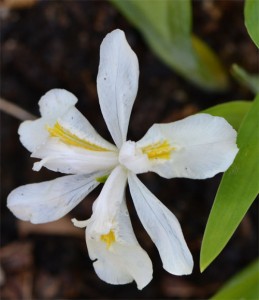 Iris cristata alba April 30, 2012