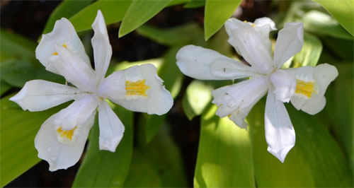 Iris cristata alba flowering April 30, 2012