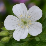 Geranium maculatum alba May 13 2012