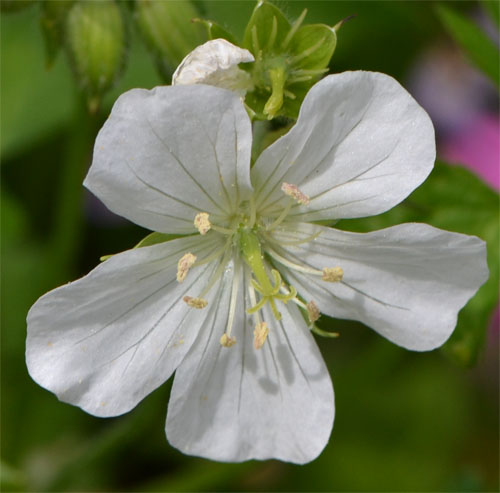 Geranium maculatum alba May 13 2012