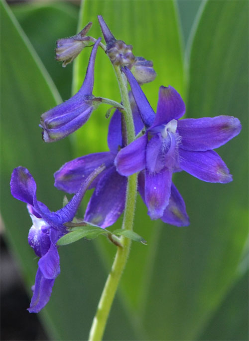 Dwarf larkspur April 29, 2012