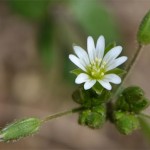 mouse ear chickweed May 13 2012