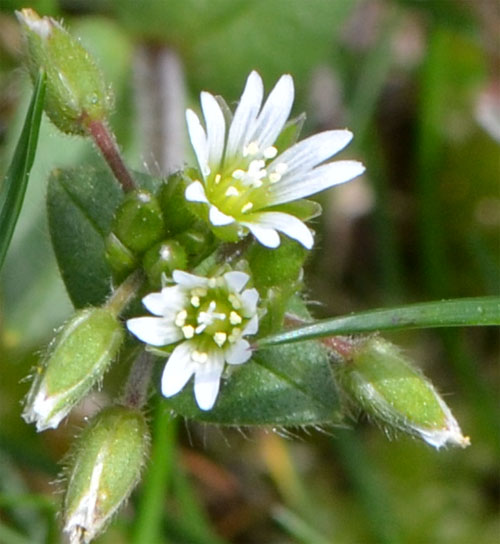 mouse ear chickweed flowers May 13, 2012