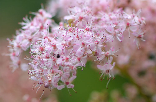 meadowsweet July 22 2012