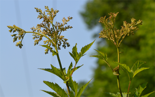 Filipendula rubra June 30 2012