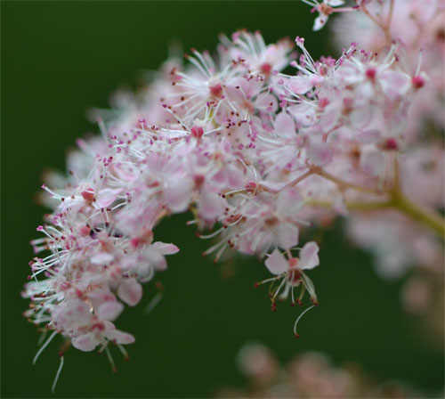 Filipendula rubra July 22 2012