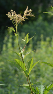 Filipendula rubra about to bloom in earnest June 30 2012