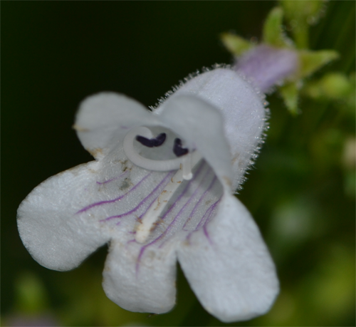 Penstemon digitalis singular flower June 30 2012