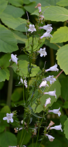 Penstemon digitalis June 30 2012