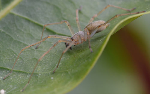 Cheiracanthium sp. June 3 2012