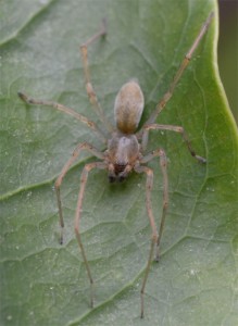 Cheiracanthium sp. June 3 2012