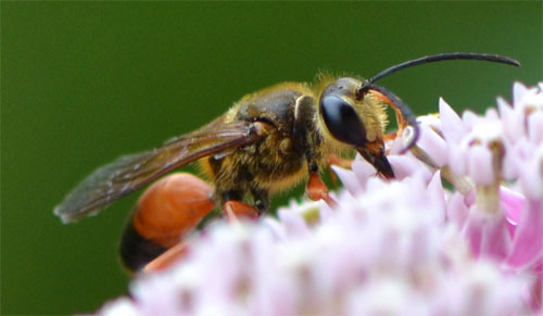 great golden digger wasp July 22 2012