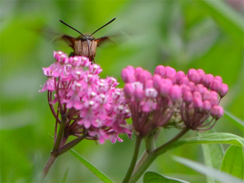 hummingbird moth July 22 2012