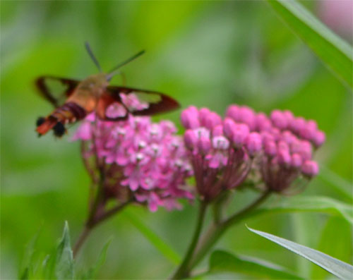 hummingbird moth hovering over milkweed July 22 2012