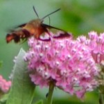 hummingbird moth July 22 2012