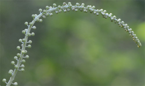 bugbane early July 2012