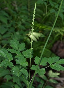 bugbane in early July, 2012